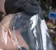 Напольная двухкамерная вакуум-упаковочная машина EV-62 (нерж) Hualian - Купить с доставкой по всей России - 8